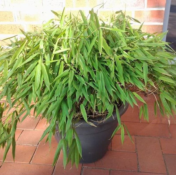 Bambus Pflanze in einem Topf für den Außenbereich