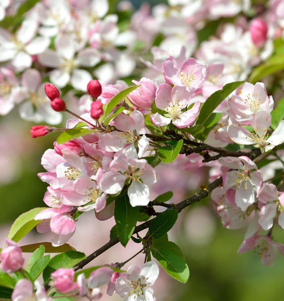 Zweig mit rosa Apfelblüten