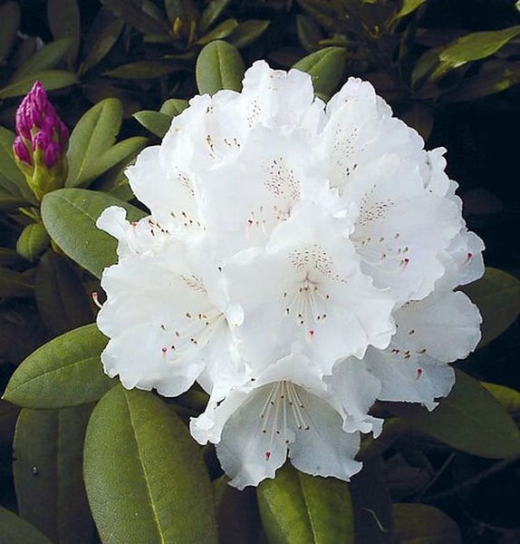 Nahaufnahme einer weißen Rhododendronblüte mit Knospe