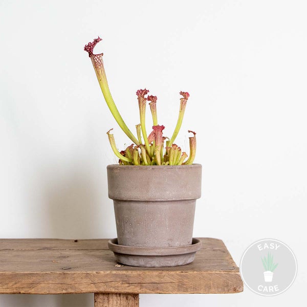 Sarracenia 'Juthatip Soper' – Fleischfressende Pflanze – Pflegeleicht – ⌀12 cm – ↕10-20 cm