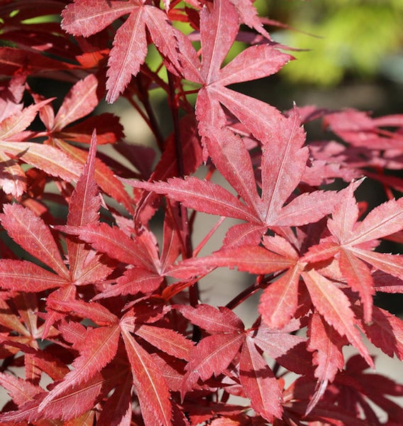 Nahaufnahme eines Fächerahorns mit Blättern