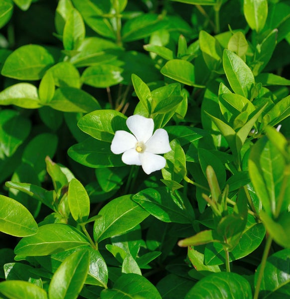 Immergrün Pflanze mit weißen Blüten und grünen Blättern