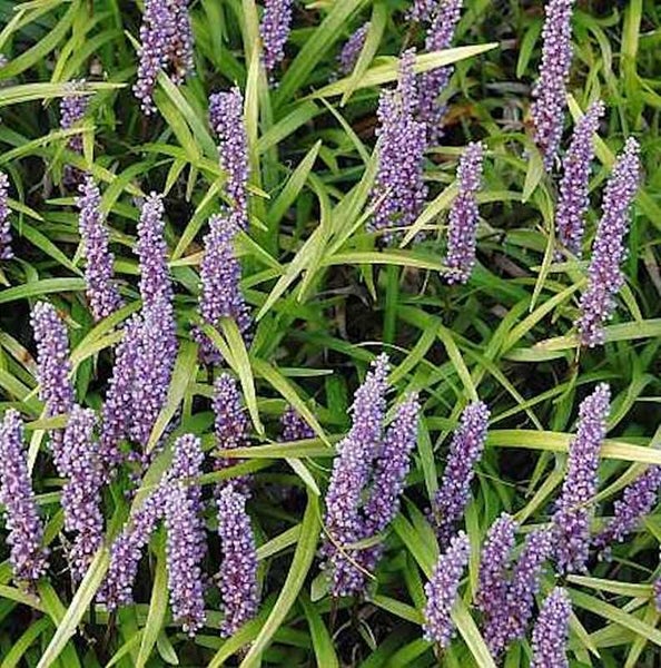 Nahaufnahme von Graslilien mit lila Blüten