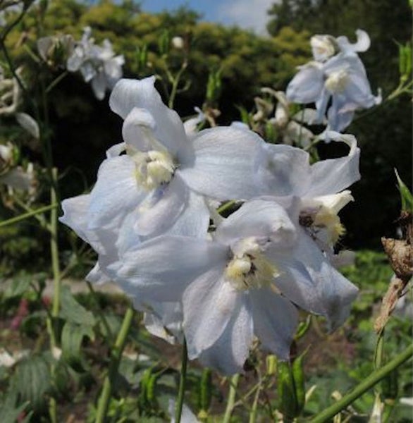 Nahaufnahme einer blassblauen Delphinium-Blume im Garten