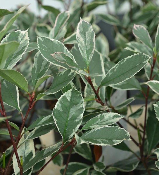 Immergrüne Photinia mit panaschierten Blättern.