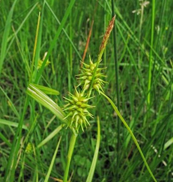 Nahaufnahme von Igelkolben im Gras