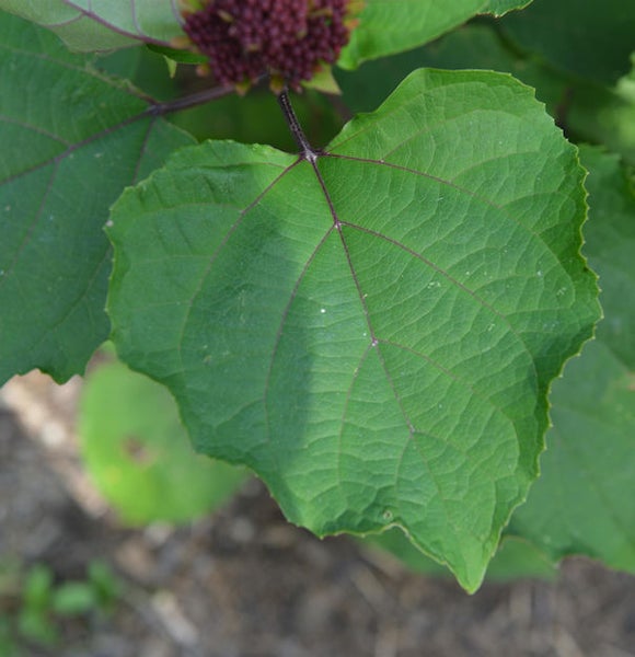 Blatt einer Japanischen Kaiserkrone
