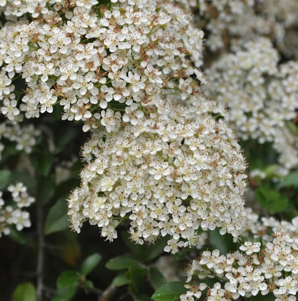 Nahaufnahme von Weissdornblüten