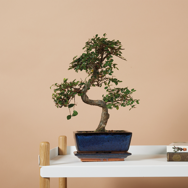 Bloomique - Bonsai Zelkova - S-Form - Bonsaibaum - Zimmerpflanzen - Höhe 20-30 cm - 15 cm breit - inklusive Keramiktopf und Schale