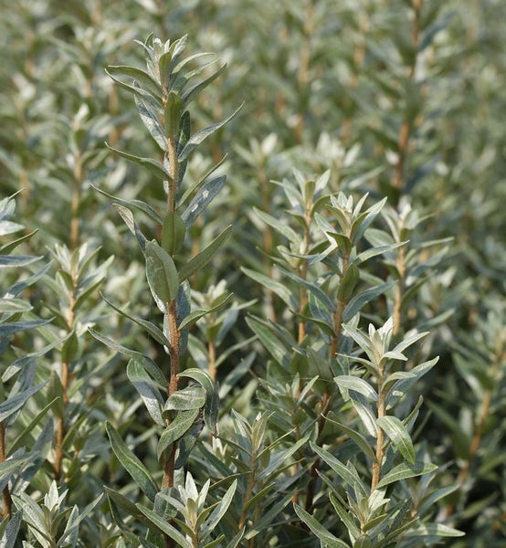 Nahaufnahme von Sanddornpflanzen mit Blättern