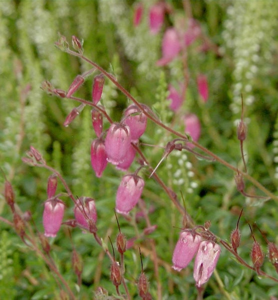 Blüten der Glockenheide