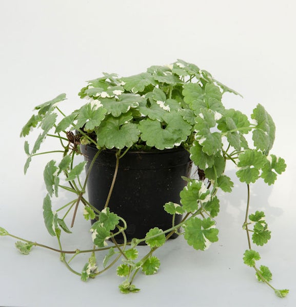 Gundermann Pflanze im Topf