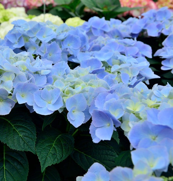 Nahaufnahme einer blauen Hortensienblüte mit grünen Blättern.