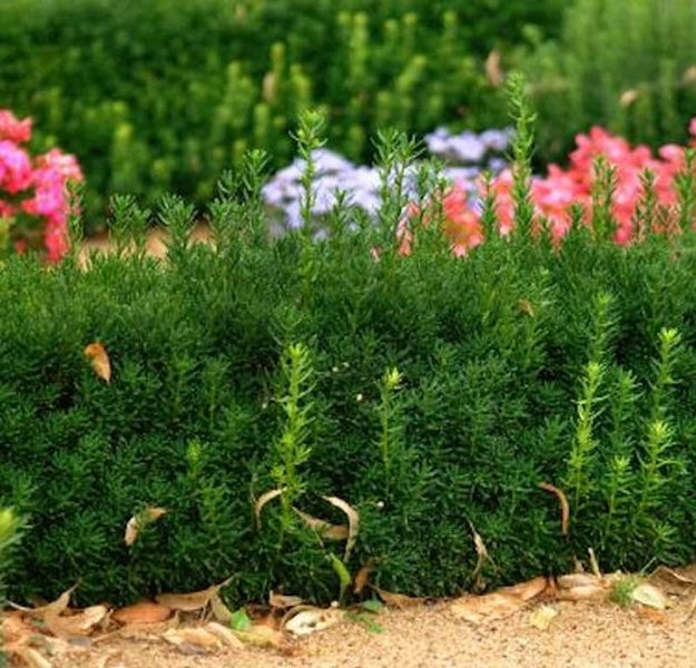 Nahaufnahme von grünem Strauch mit farbigen Blumen im Hintergrund
