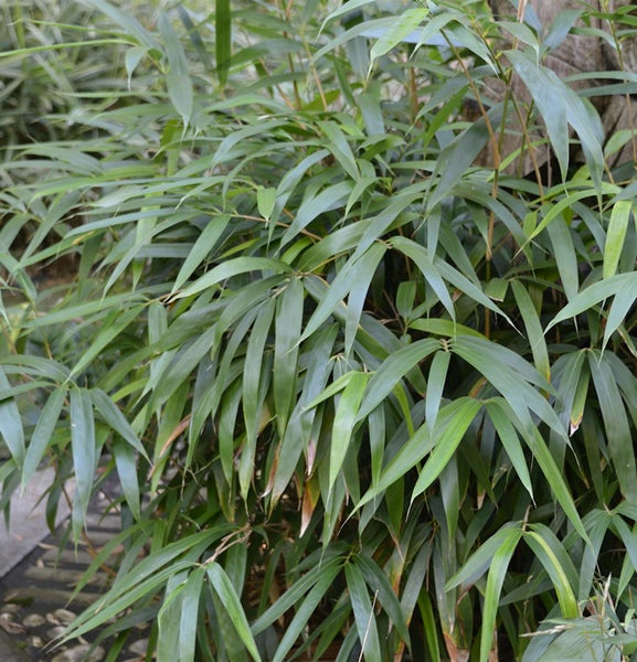 Bambuspflanze mit grünen Blättern