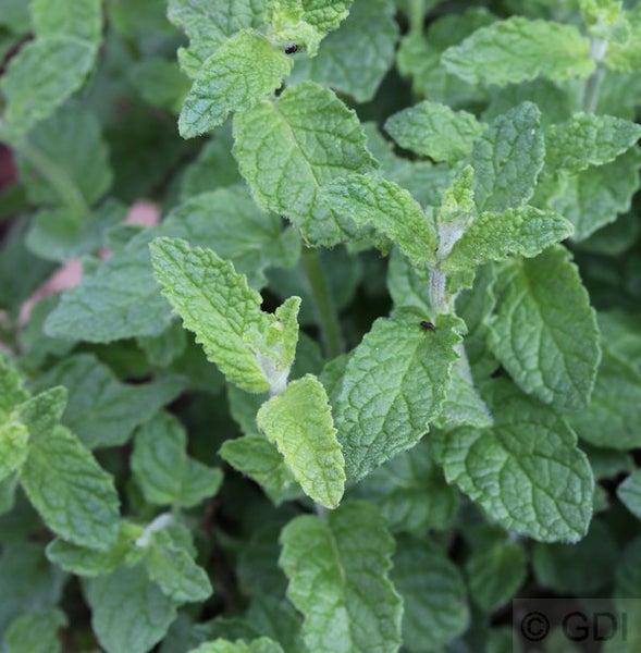 Nahaufnahme von Minzblättern