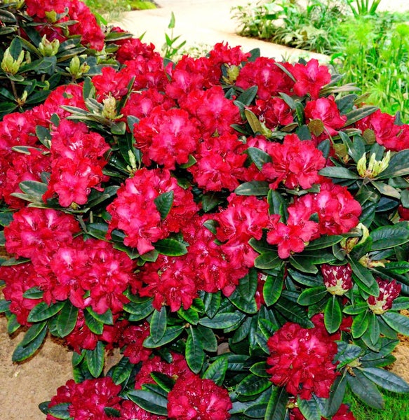 Rhododendronbusch mit roten Blüten und grünen Blättern im Garten.