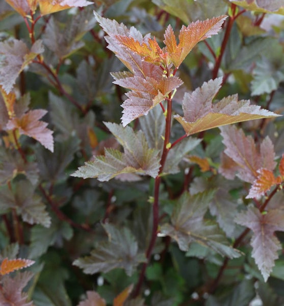 Nahaufnahme eines Blasenspiers mit Blättern