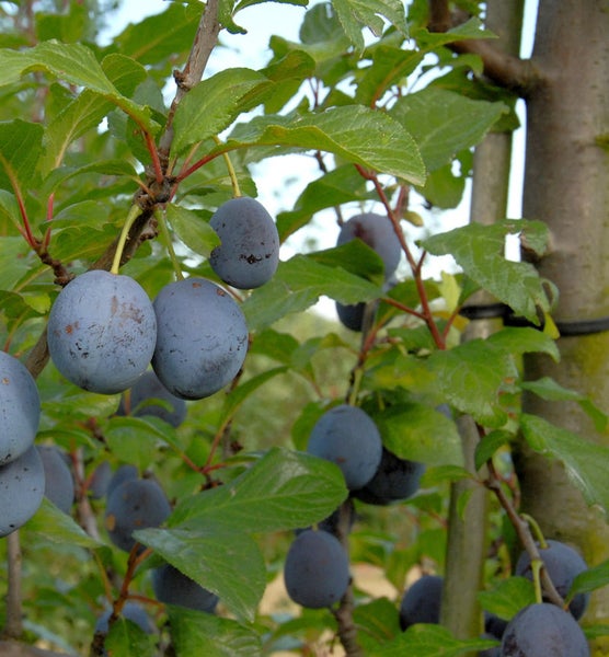 Pflaumenbaum mit reifen Früchten und grünen Blättern