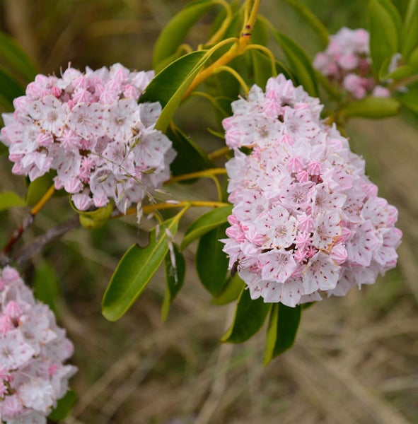 Blütenstand der Lorbeerrose mit grünen Blättern