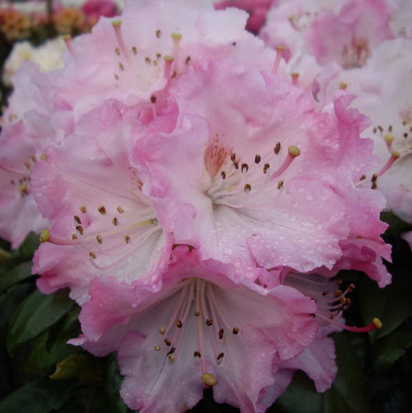 Nahaufnahme von rosa Rhododendronblüten.