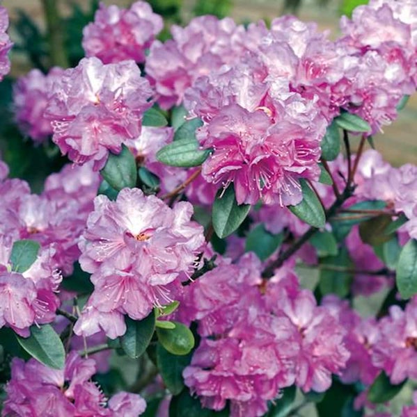 Blühender Rhododendron mit Blättern