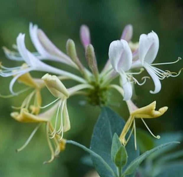 Nahaufnahme von Geißblattblüten