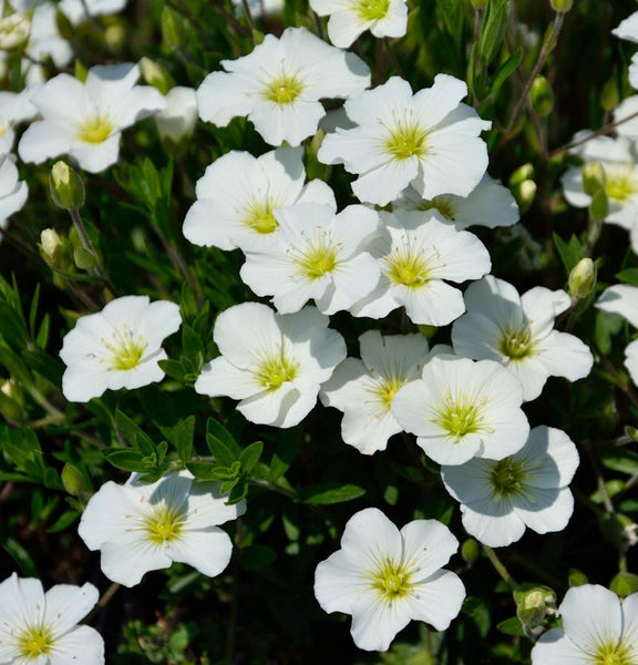 Nahaufnahme von blühendem Gewöhnlichem Hornkraut