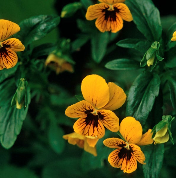 Gelbe Stiefmütterchen mit dunklen Markierungen