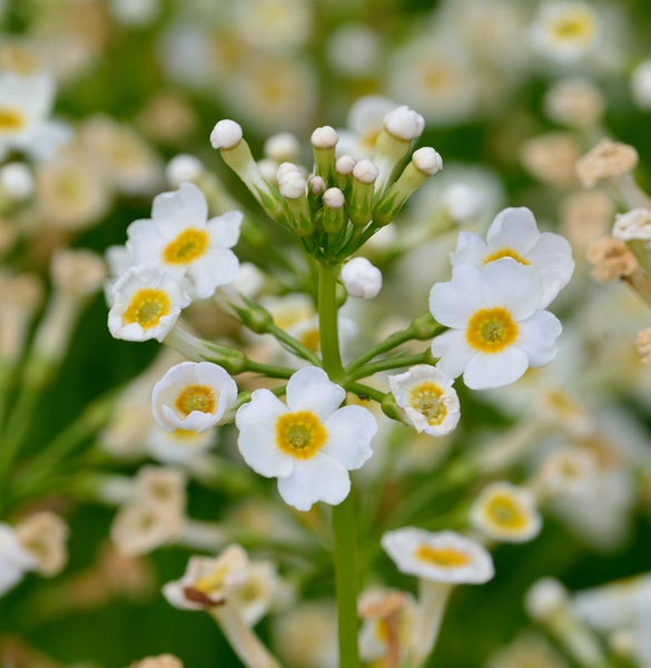 Nahaufnahme einer Schlüsselblume mit weißen Blütenblättern und gelber Mitte