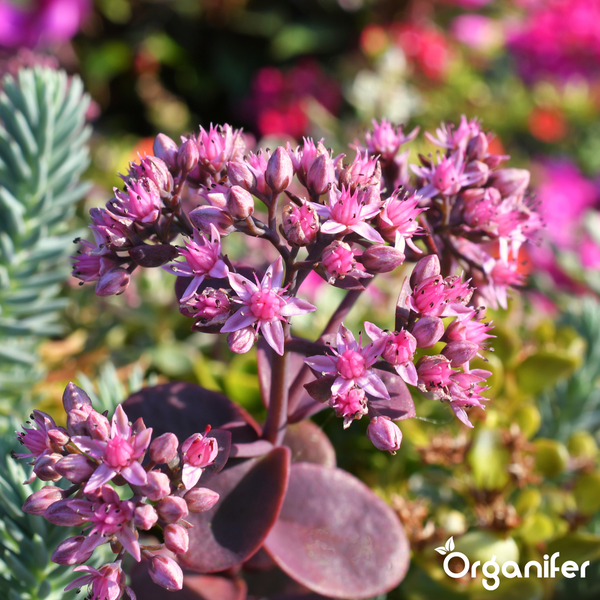 Fetthenne mit rosa Blüten und dunklen Blättern im Gartenbeet
