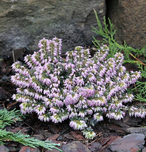 Blühende Besenheide Pflanze im Garten