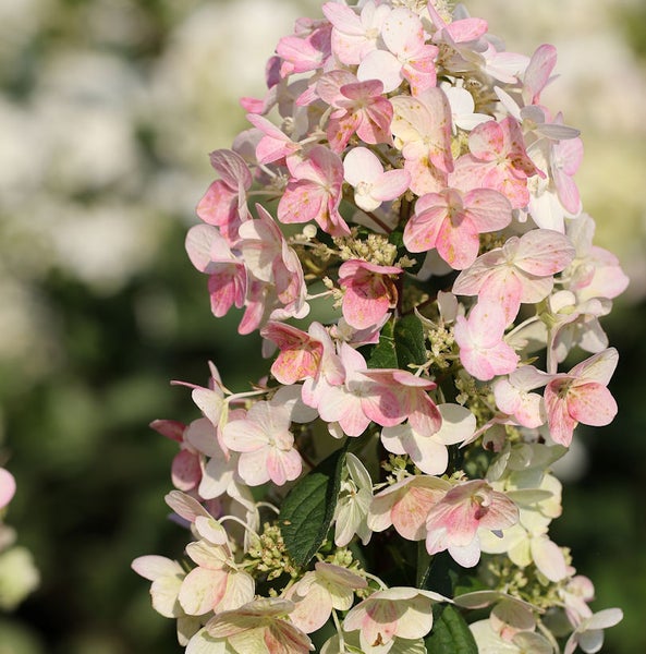 Rispenhortensie mit rosa-weissen Blüten