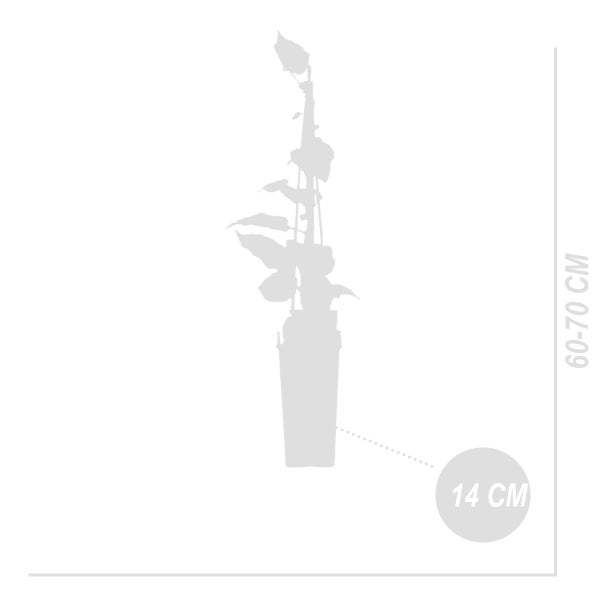 Bloomique - Actinidia Deliciosa 'Jenny' - Kiwipflanze - Obstpflanzen - Gartenpflanzen - Winterhart - ⌀14 cm - Höhe 60-70 cm