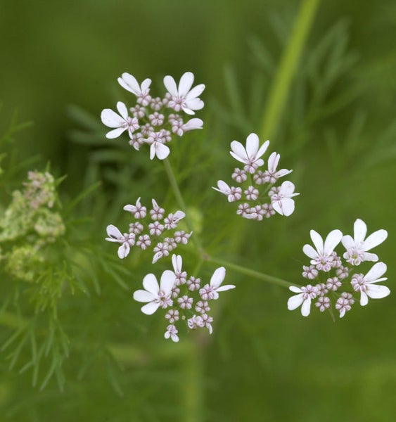 Korianderblüten Nahaufnahme