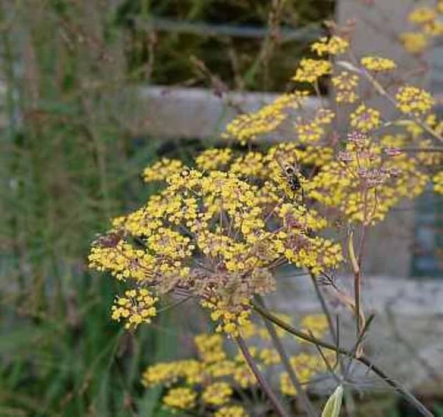 Gelb blühende Pflanze im Garten mit Insekt