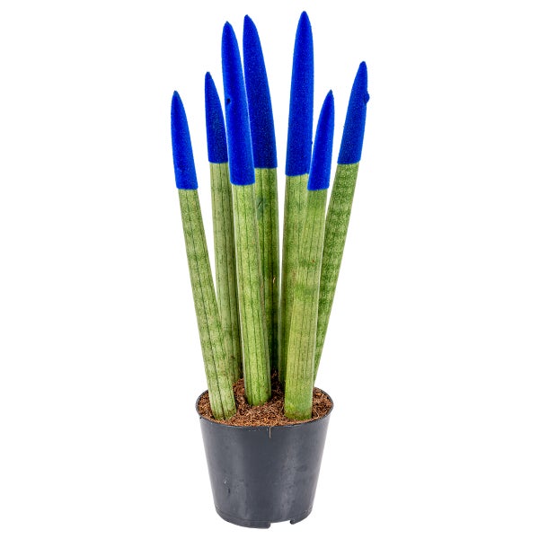 Bloomique - Sansevieria Velvet Touch - Schwiegermutterzunge - Bogenhanf - Zimmerpflanzen - Luftreinigend - Sehr pflegeleicht - 20-30 cm Hoch - Topf 9 cm