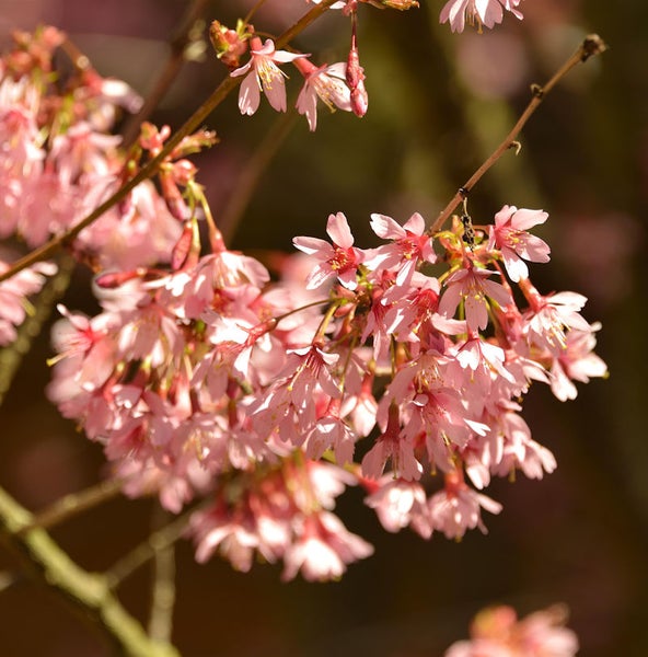 Nahaufnahme von rosa Zierkirschblüten an einem Ast