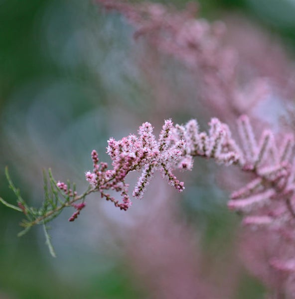 Blühender Tamariskenzweig