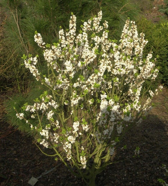 Blühender Zierstrauch im Garten