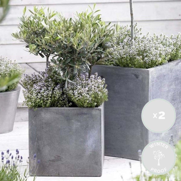 Bloomique - 2er Set - Olea Europaea - Olivenbaum Echt - Gartenpflanzen Winterhart - Höhe 20-30 cm - Topf 14 cm