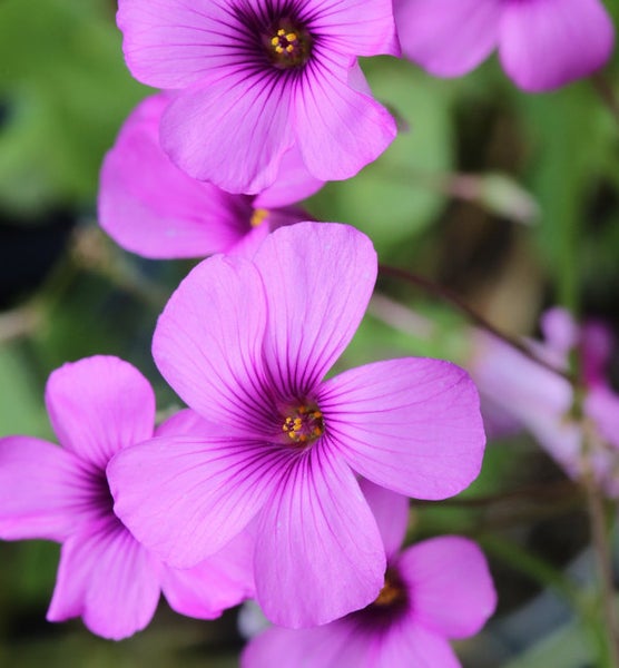 Nahaufnahme von rosafarbenen Glückskleeblüten