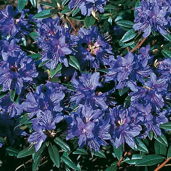 Nahaufnahme einer Rhododendron Pflanze mit violetten Blüten und grünen Blättern.