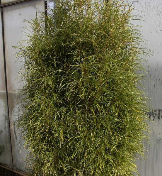 Im Bild ist eine immergrüne Zwergweide zu sehen.