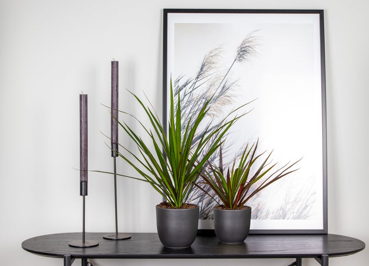 Zwei Zimmerpflanzen in Töpfen auf einem Tisch neben einem Sessel.