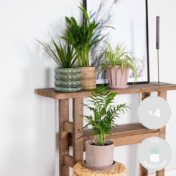 Bloomique - 4er-Mix - Luftreinigende Pflanzen - Dracaena - Dypsis - Chamaedorea - Chlorophytum - Zimmerpflanzen - Höhe 20-40 cm - Topf 12 cm