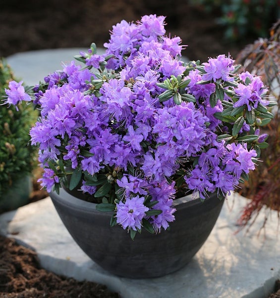 Blühender Rhododendron in einem Topf