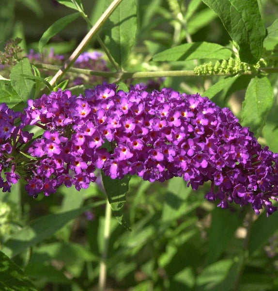 Schmetterlingsflieder mit Blüten