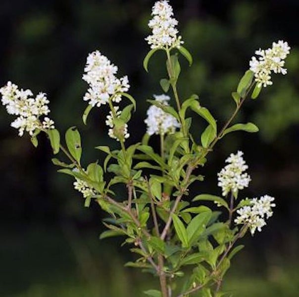 Blühender Gartenstrauch mit weißen Blüten