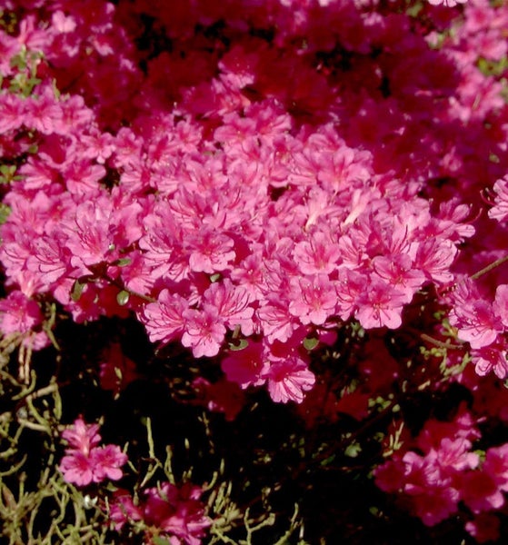 Nahaufnahme einer blühenden Azalee